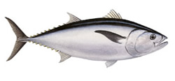 Southern Bluefin Tuna